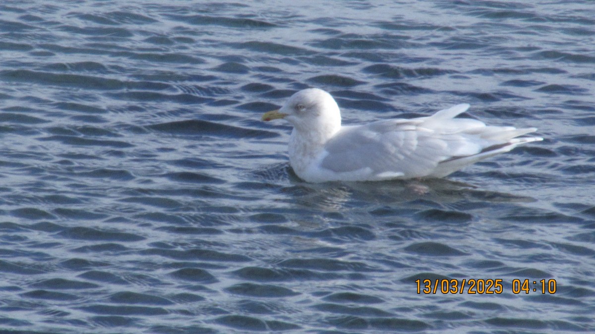 Glaucous Gull - ML632118543