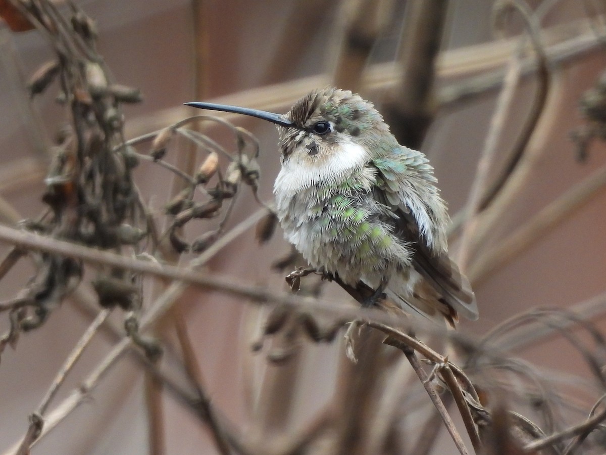 Costa's Hummingbird - ML632118577