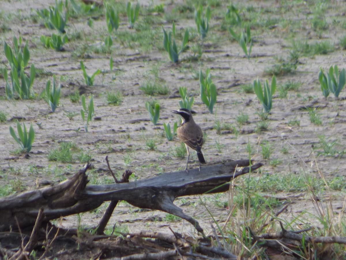 Capped Wheatear - ML63211861