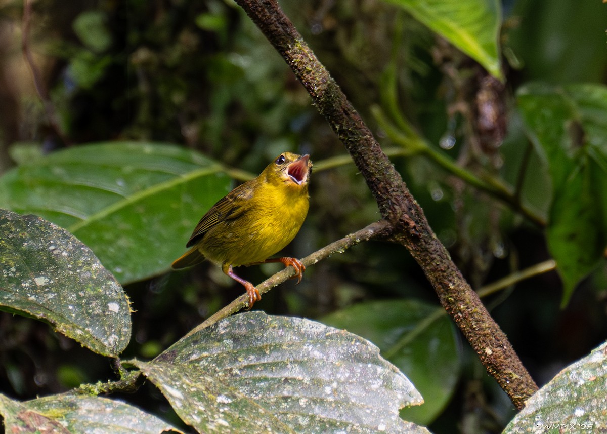 Choco Warbler - ML632118794