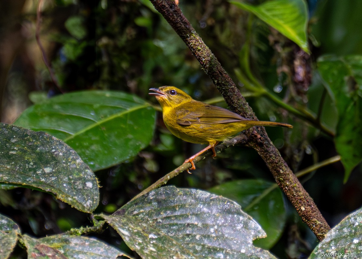Choco Warbler - ML632118795