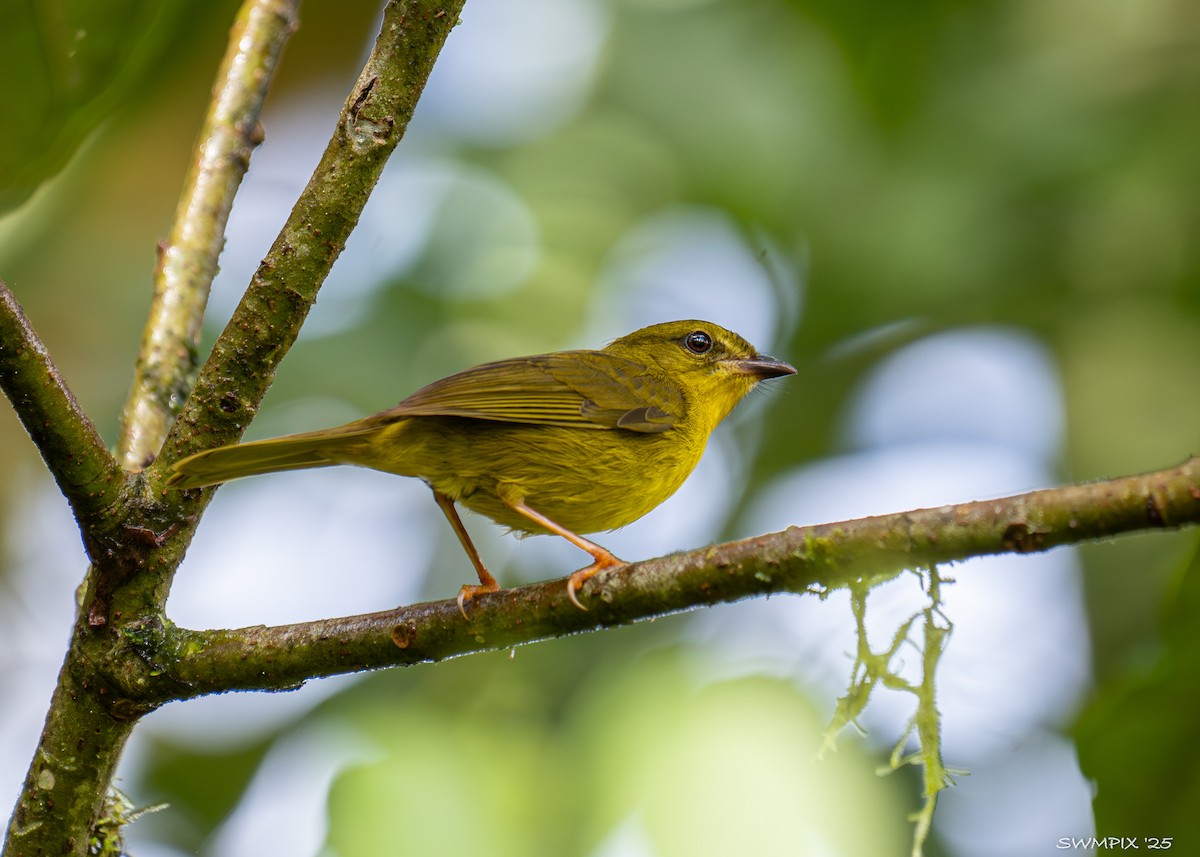 Choco Warbler - ML632118796