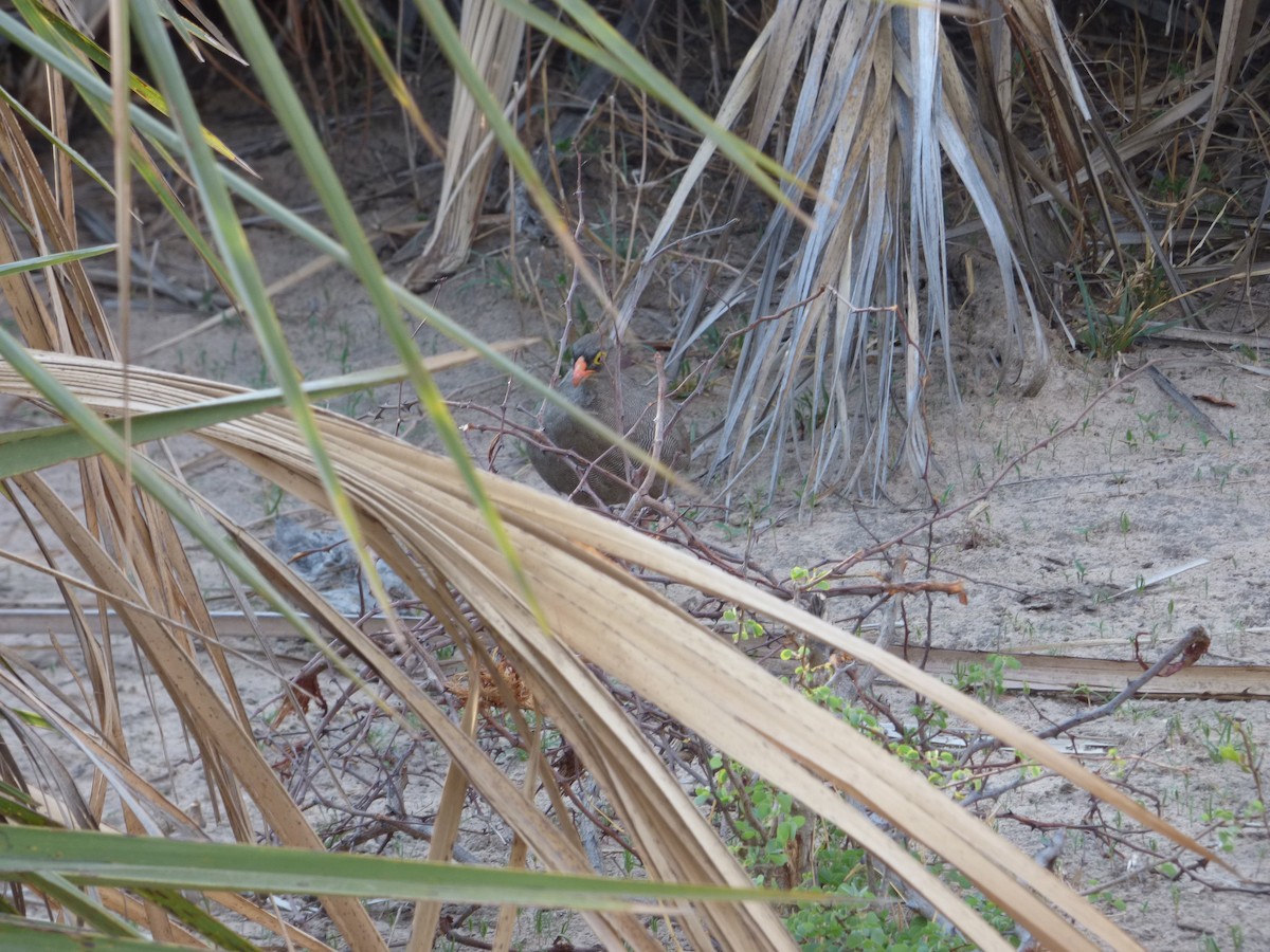 Red-billed Spurfowl - ML63211881