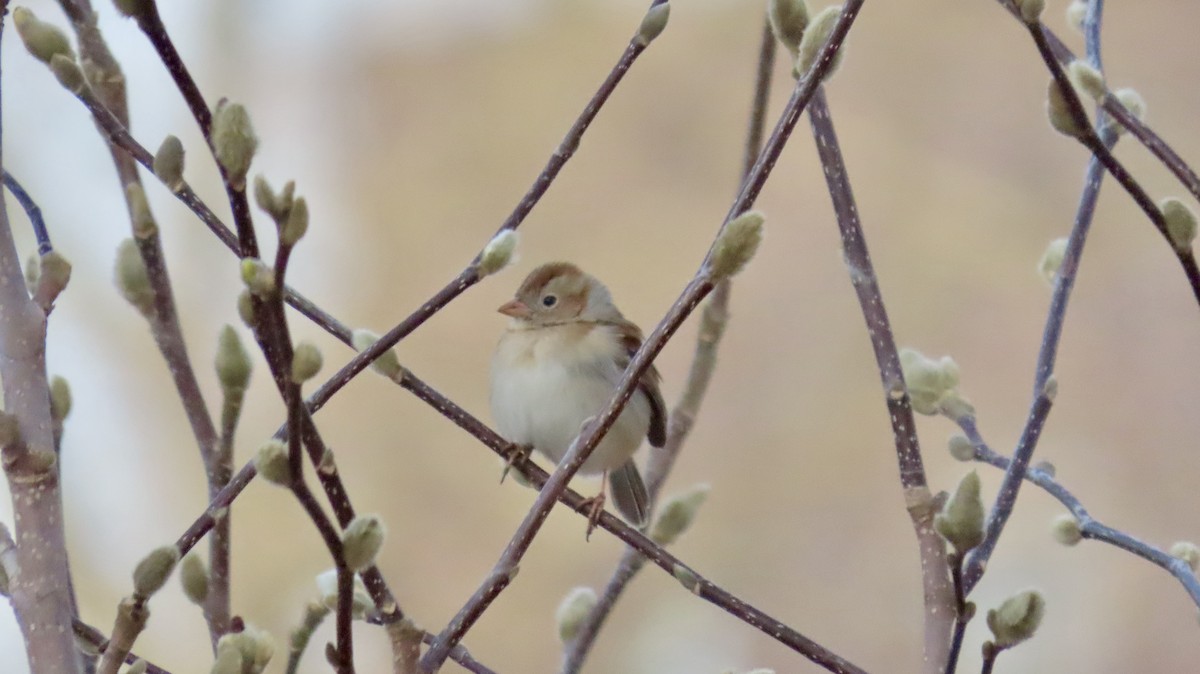 Полевая малая овсянка - ML632118830
