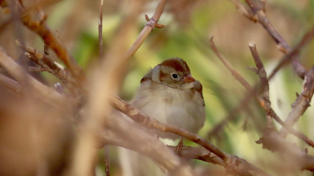 Полевая малая овсянка - ML632118863