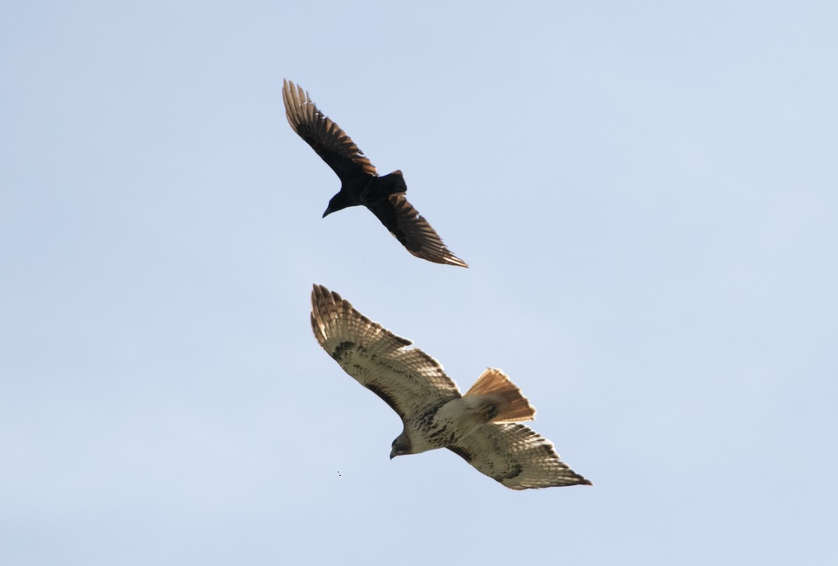 Red-tailed Hawk - ML632118866