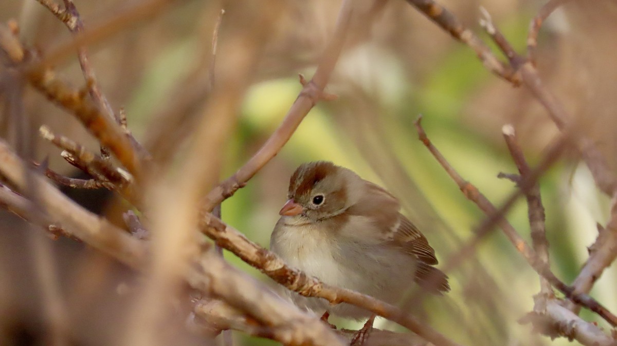 Полевая малая овсянка - ML632118883