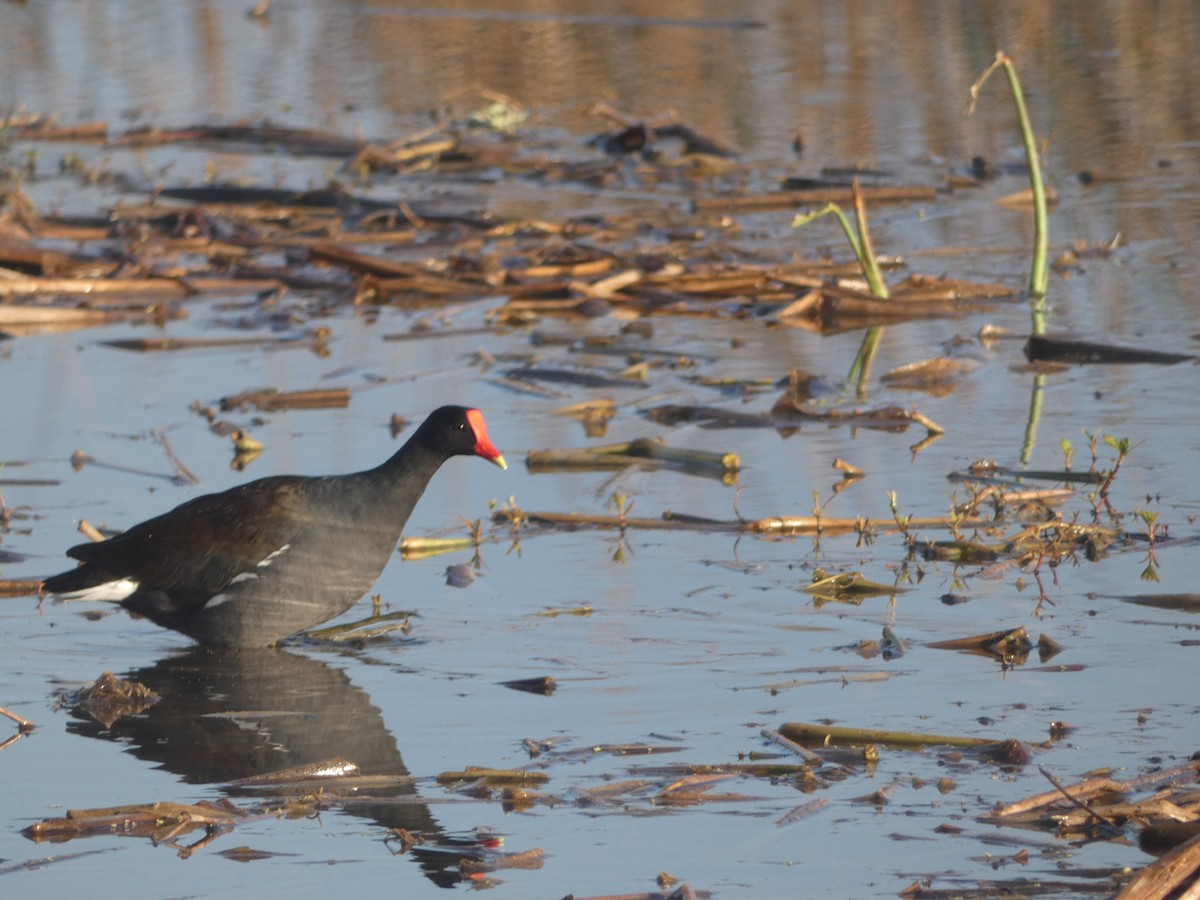 Common Gallinule - ML632118907