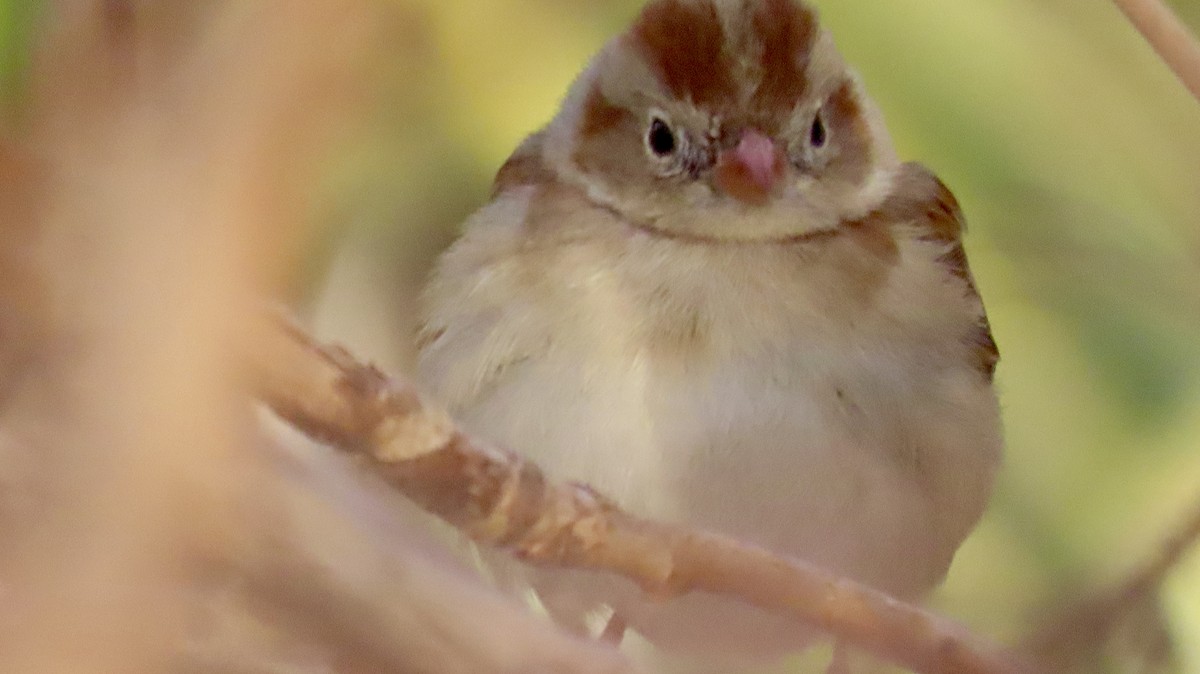 Полевая малая овсянка - ML632118908