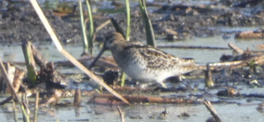 Wilson's Snipe - ML632118937