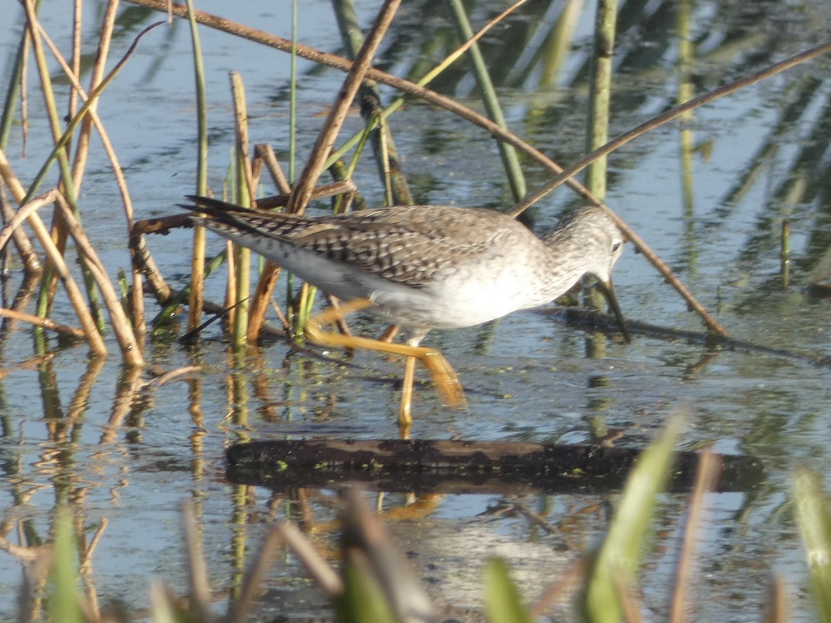 Lesser Yellowlegs - ML632118948