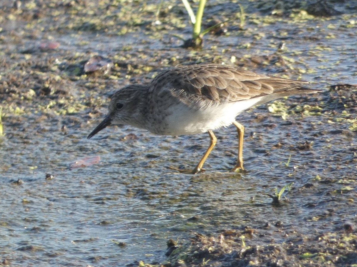 Least Sandpiper - ML632118957