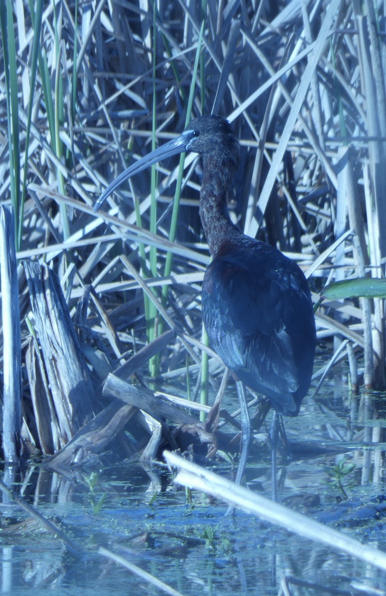 Glossy Ibis - ML632118968