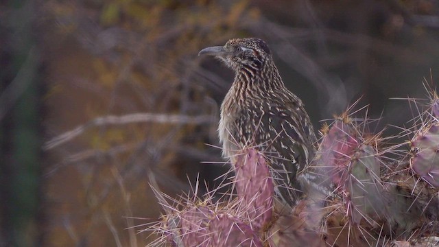 Greater Roadrunner - ML632119038