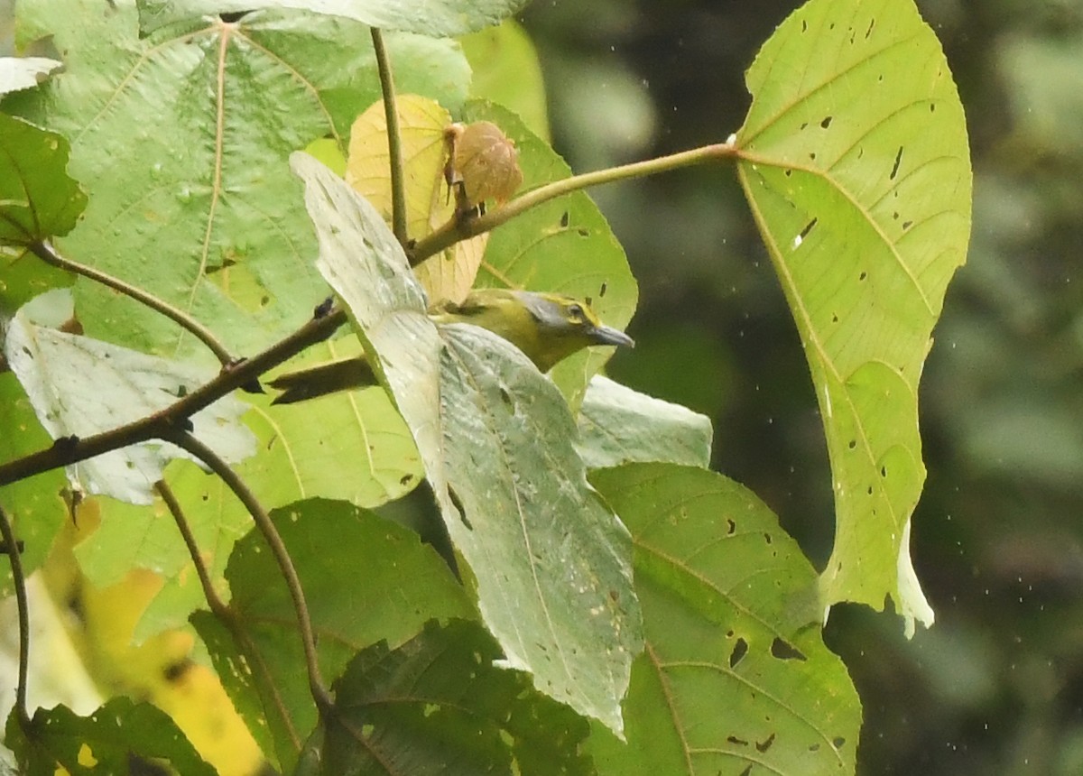 Slaty-capped Shrike-Vireo - ML632119159