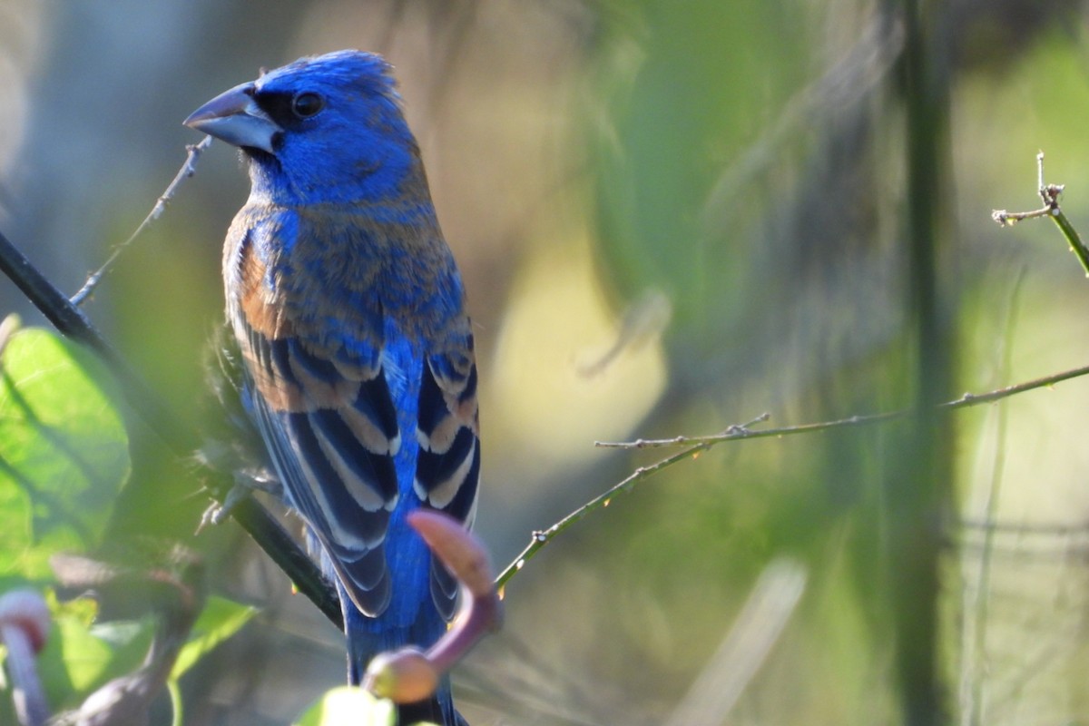 Blue Grosbeak - ML632119291