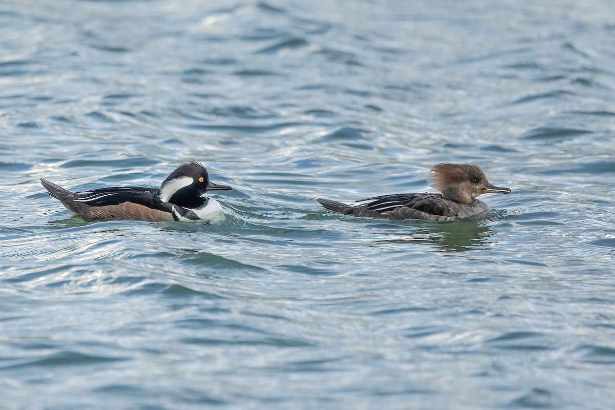 Hooded Merganser - ML632119470