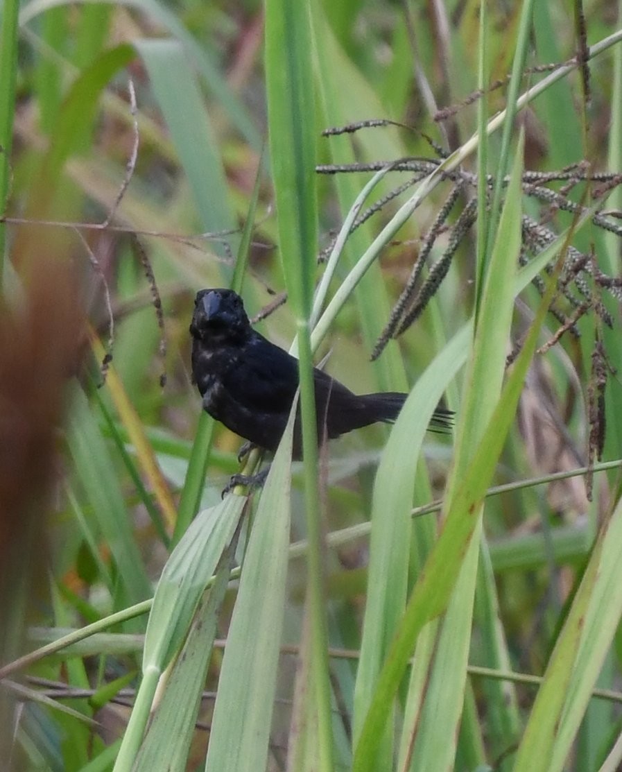 Black-billed Seed-Finch - ML632119665