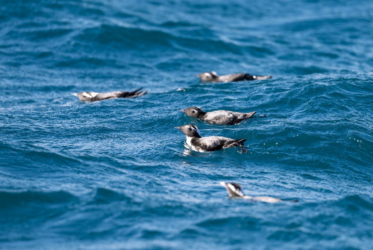 Japanese Murrelet - ML632119677