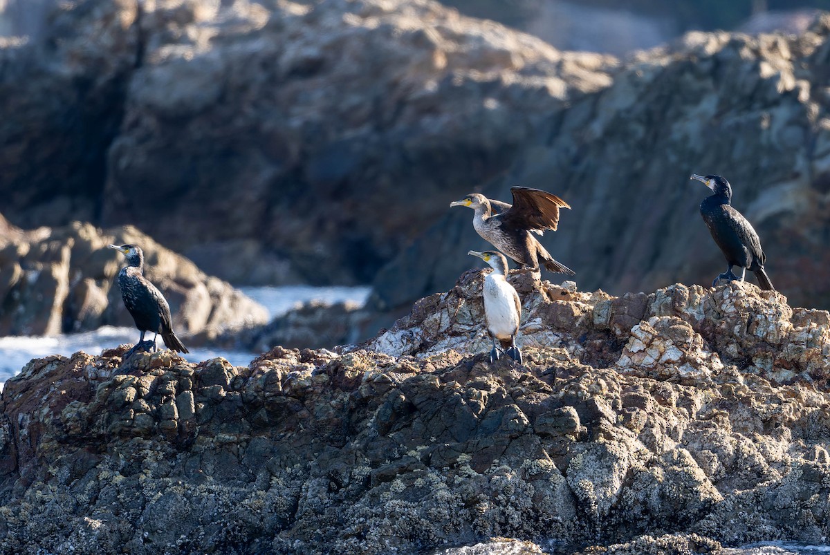 Japanese Cormorant - ML632119693