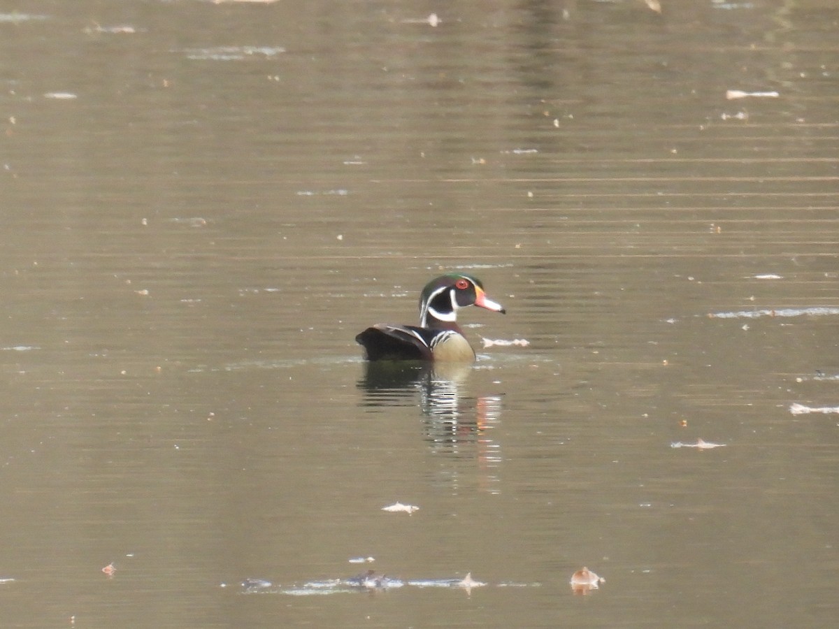 Wood Duck - ML632119829