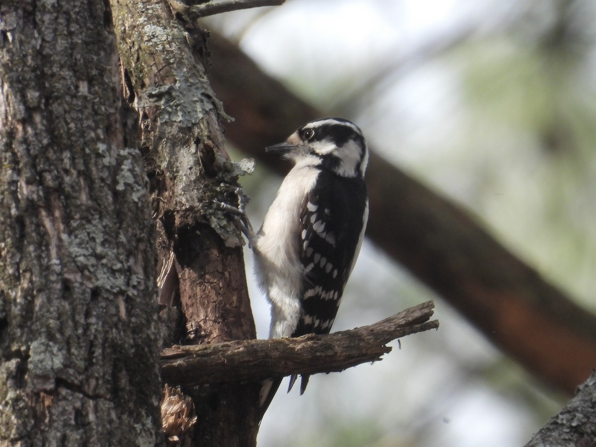 Downy Woodpecker - ML632119845