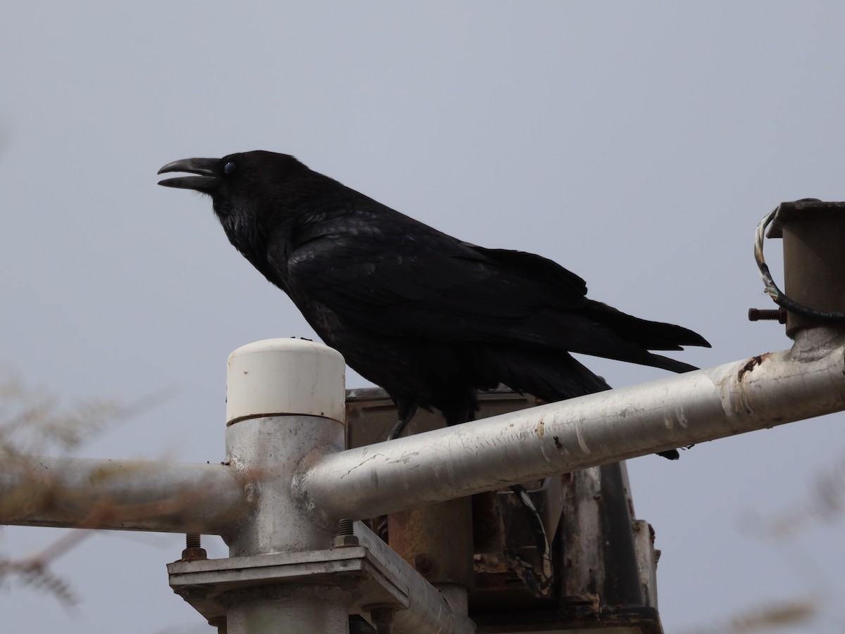 ravn - ML632119919