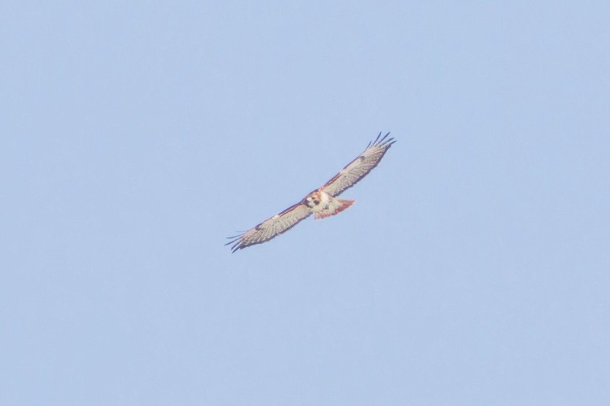 Kızıl Kuyruklu Şahin - ML632120237