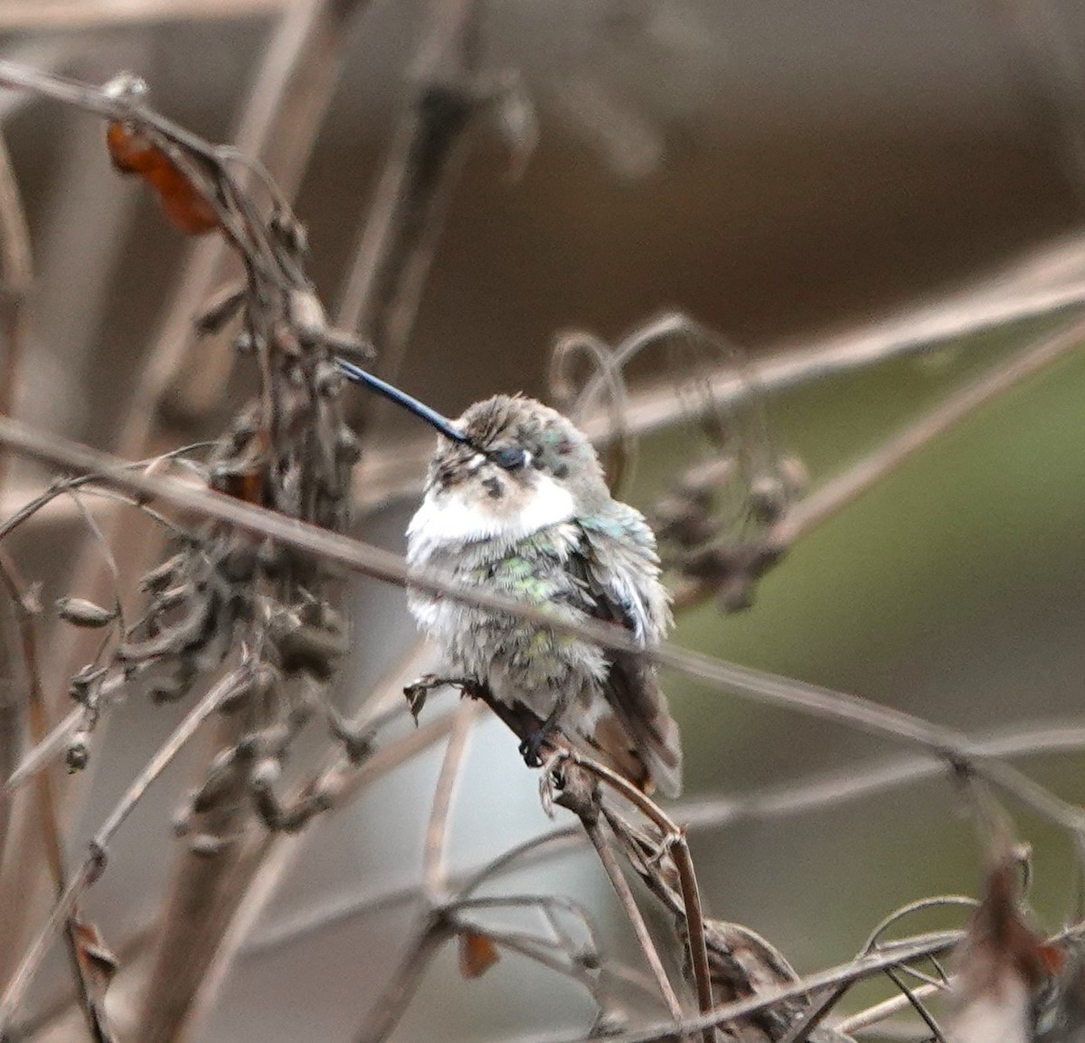 Costa's Hummingbird - ML632120378