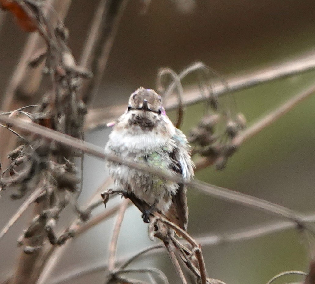 Costa's Hummingbird - ML632120379