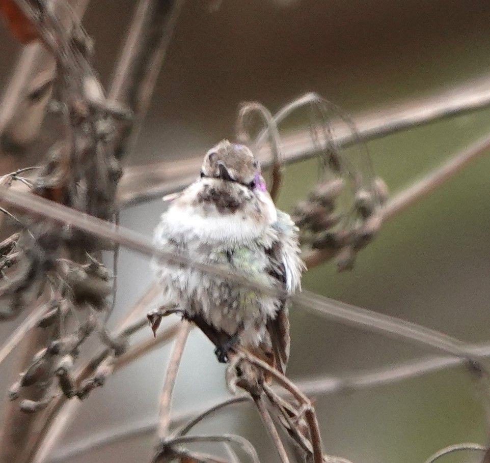 Costa's Hummingbird - ML632120380