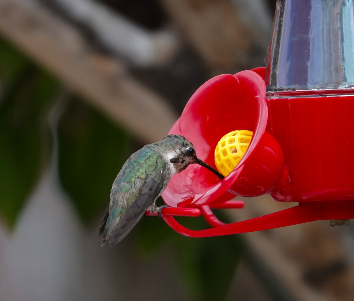 Costa's Hummingbird - ML632120381