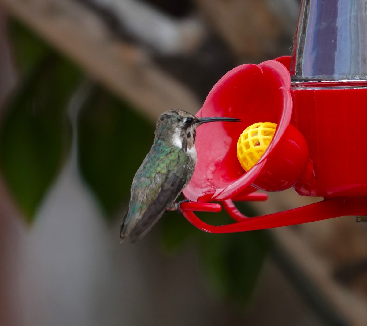 Costa's Hummingbird - ML632120382