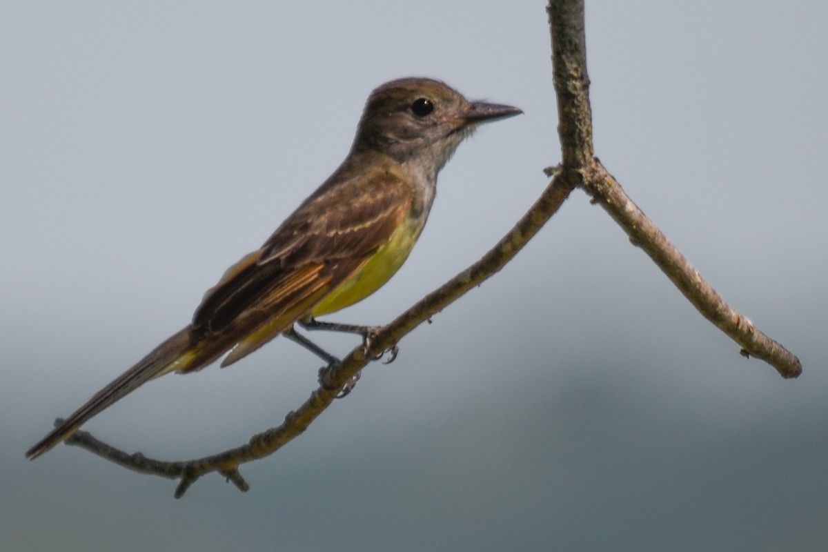 Great Crested Flycatcher - ML63212061