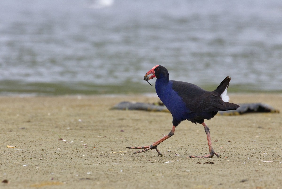 Australasian Swamphen - ML632120664