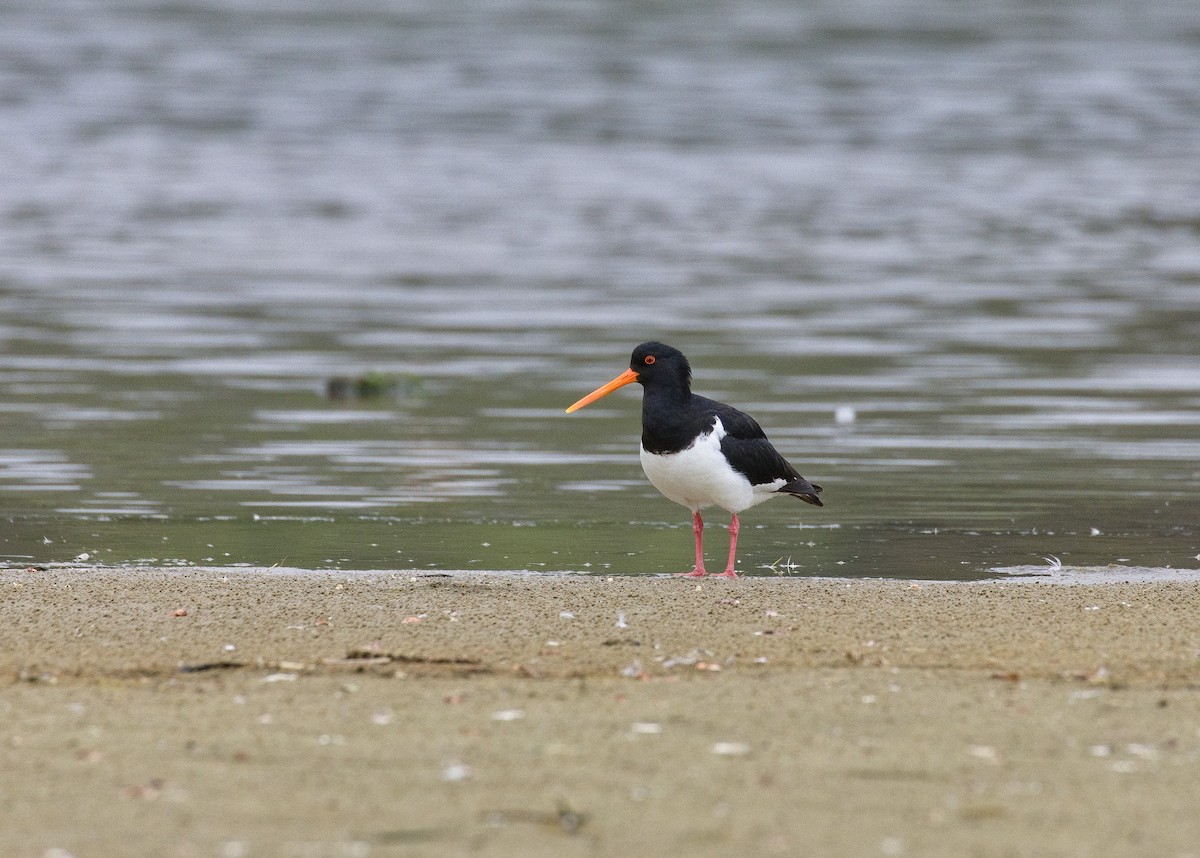 South Island Oystercatcher - ML632120666