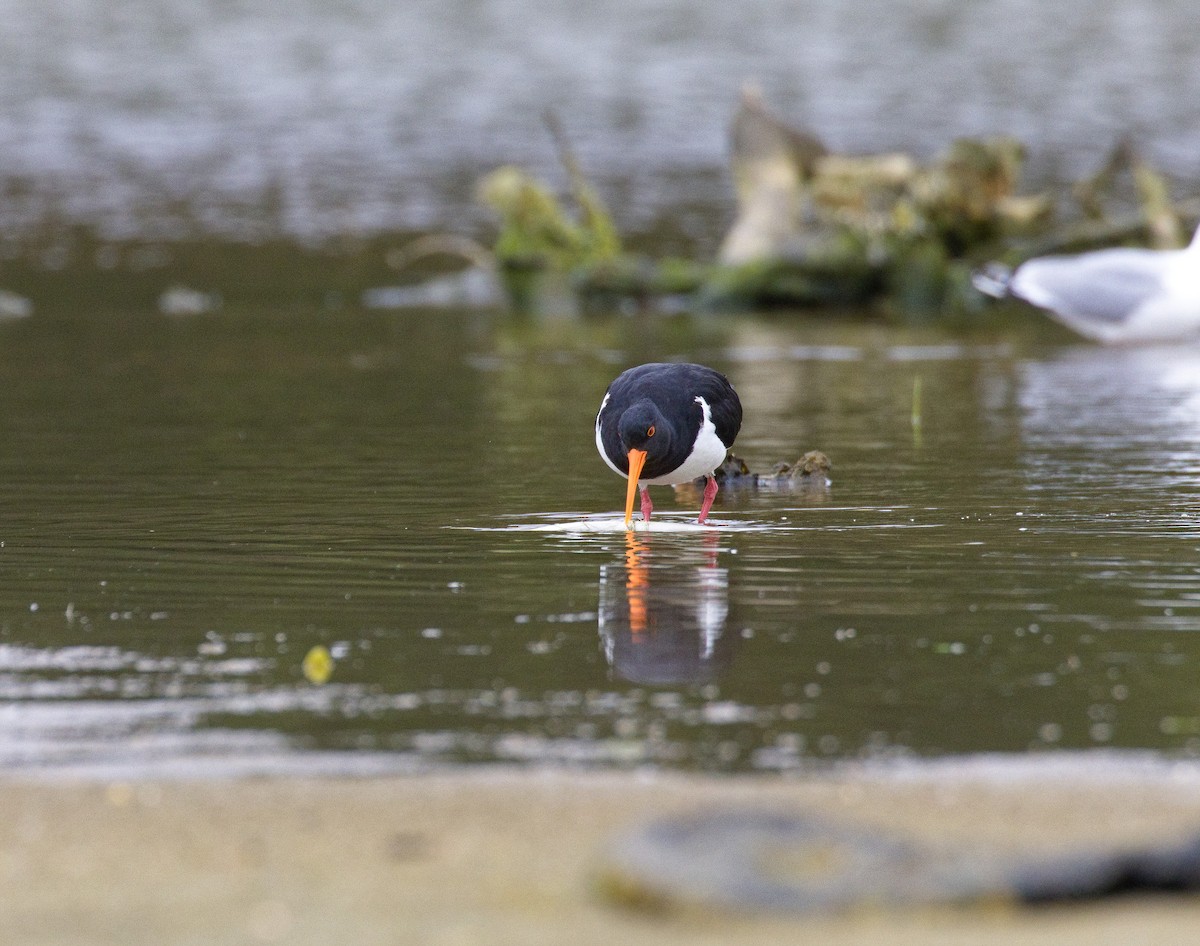 South Island Oystercatcher - ML632120668