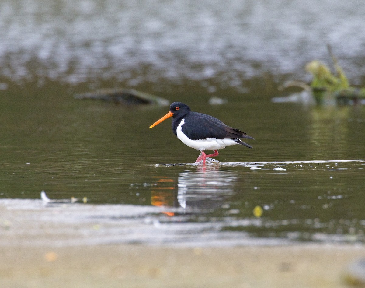 South Island Oystercatcher - ML632120669