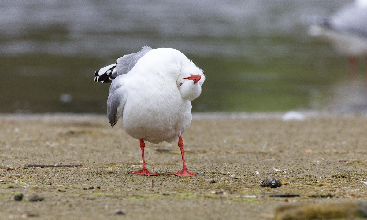 Silver Gull (Red-billed) - ML632120673