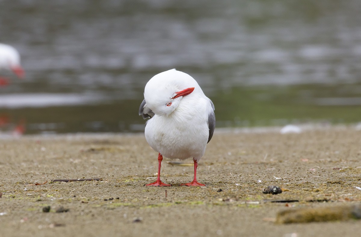 Silver Gull (Red-billed) - ML632120674