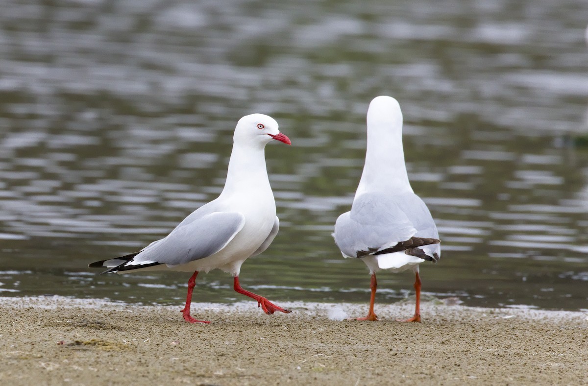 Silver Gull (Red-billed) - ML632120676