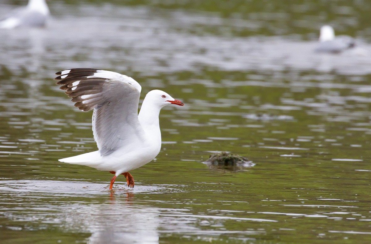 Silver Gull (Red-billed) - ML632120677