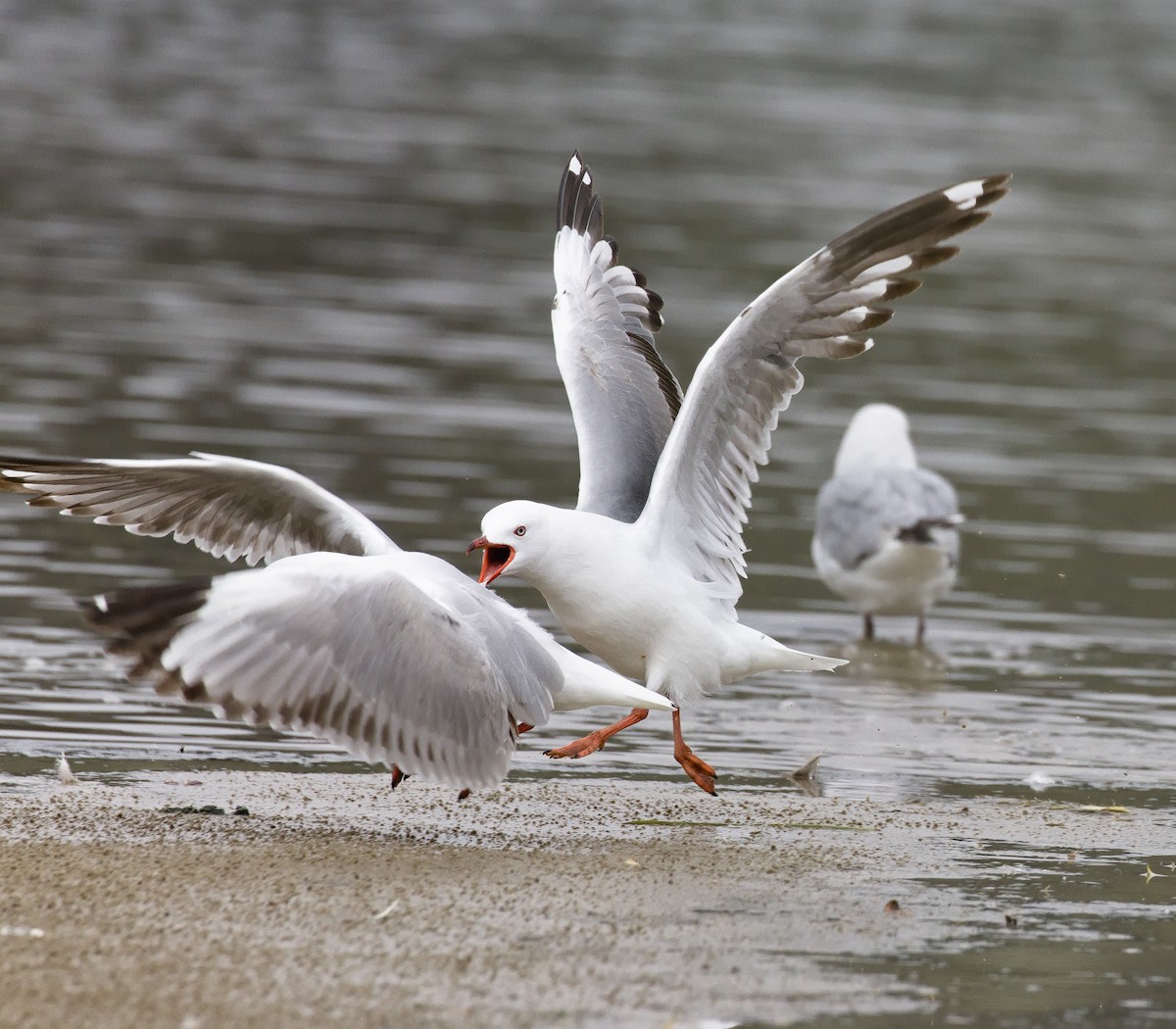 Silver Gull (Red-billed) - ML632120680