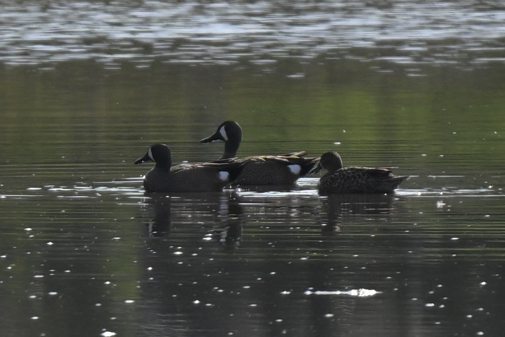 Blue-winged Teal - ML632120709