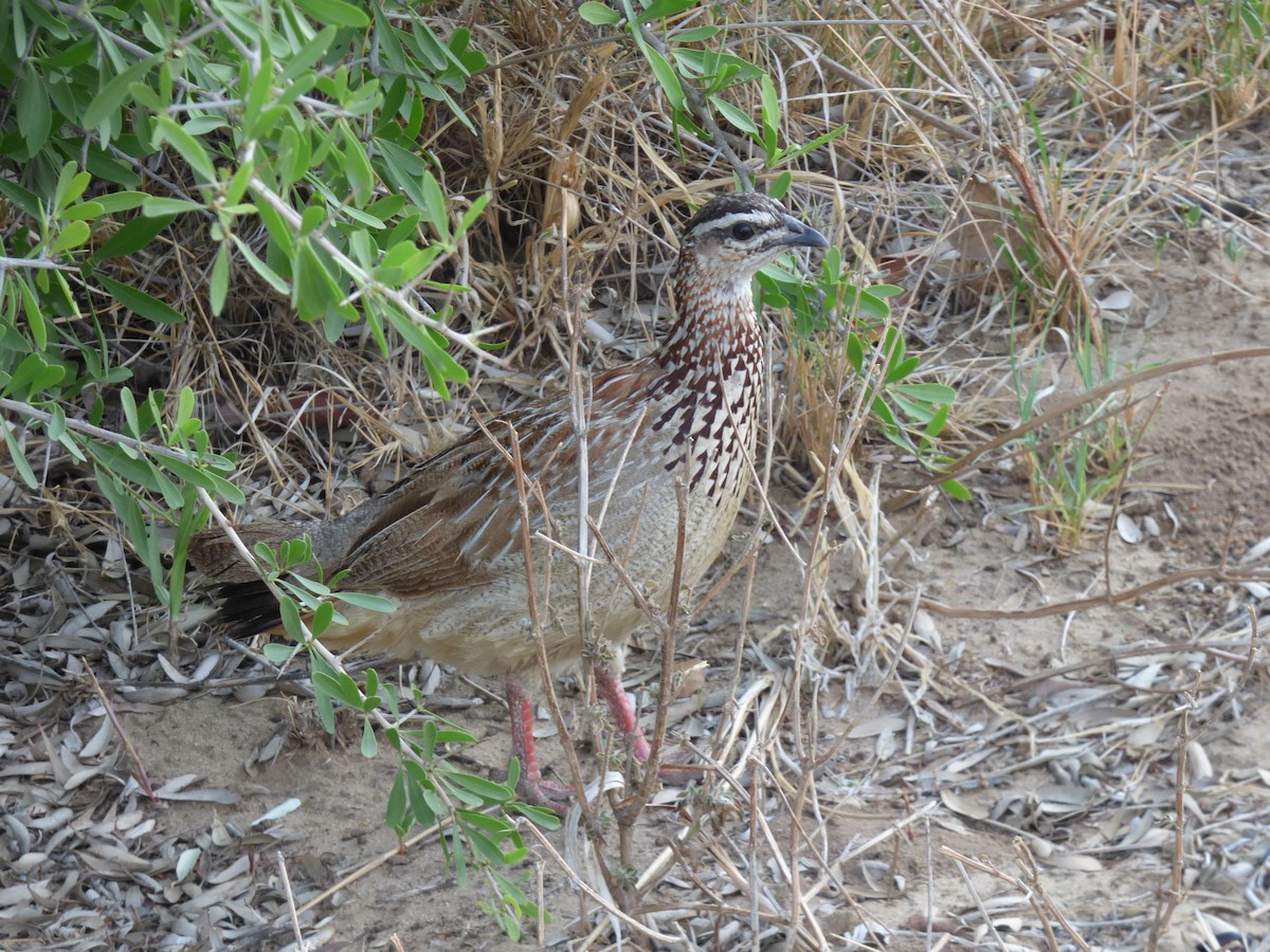 Crested Francolin - ML63212071