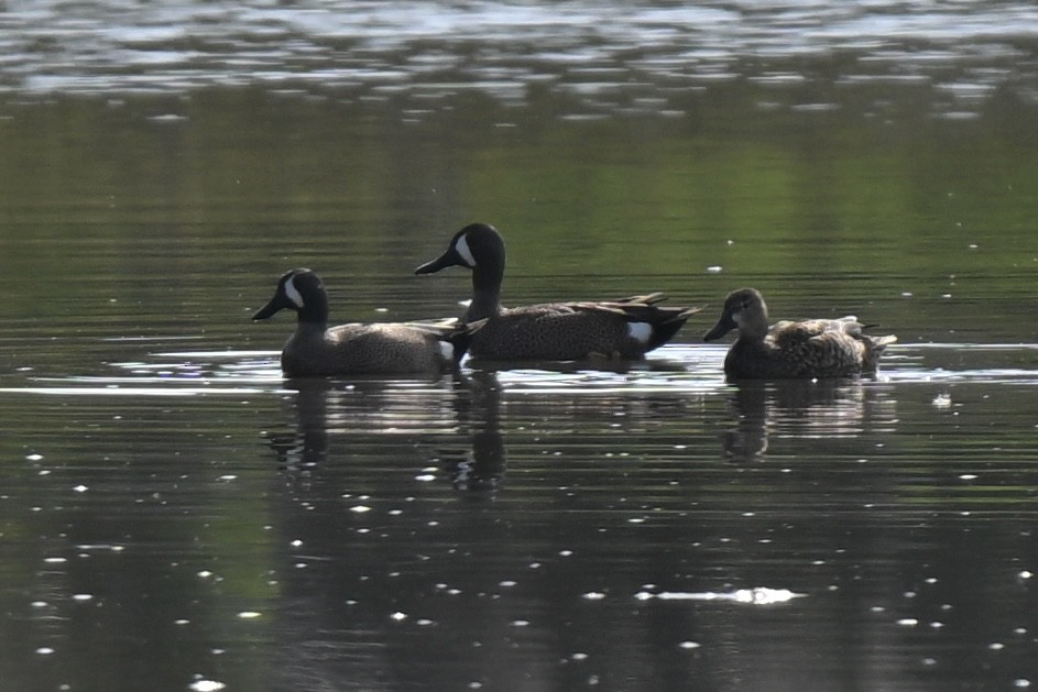 Blue-winged Teal - ML632120710