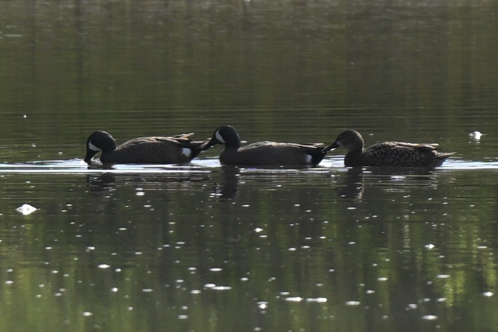 Blue-winged Teal - ML632120711