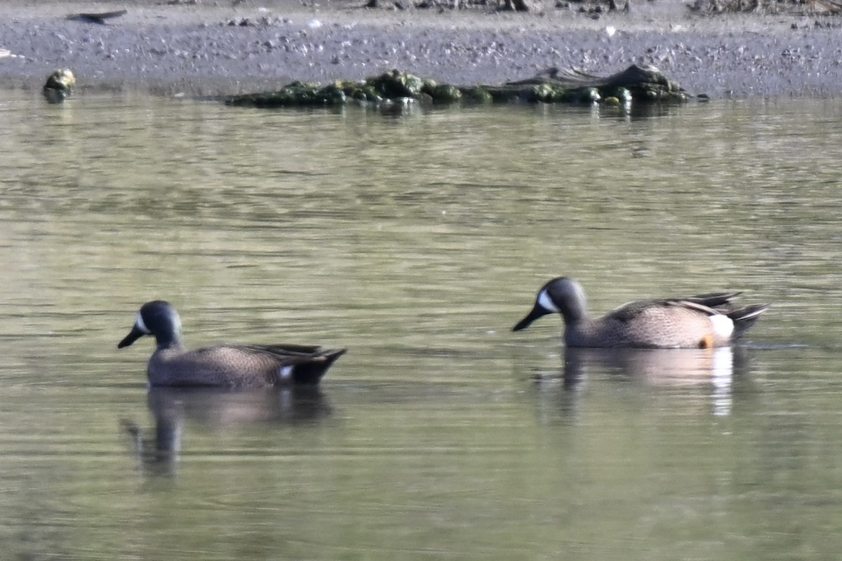 Blue-winged Teal - ML632120712