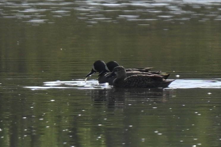 Blue-winged Teal - ML632120713