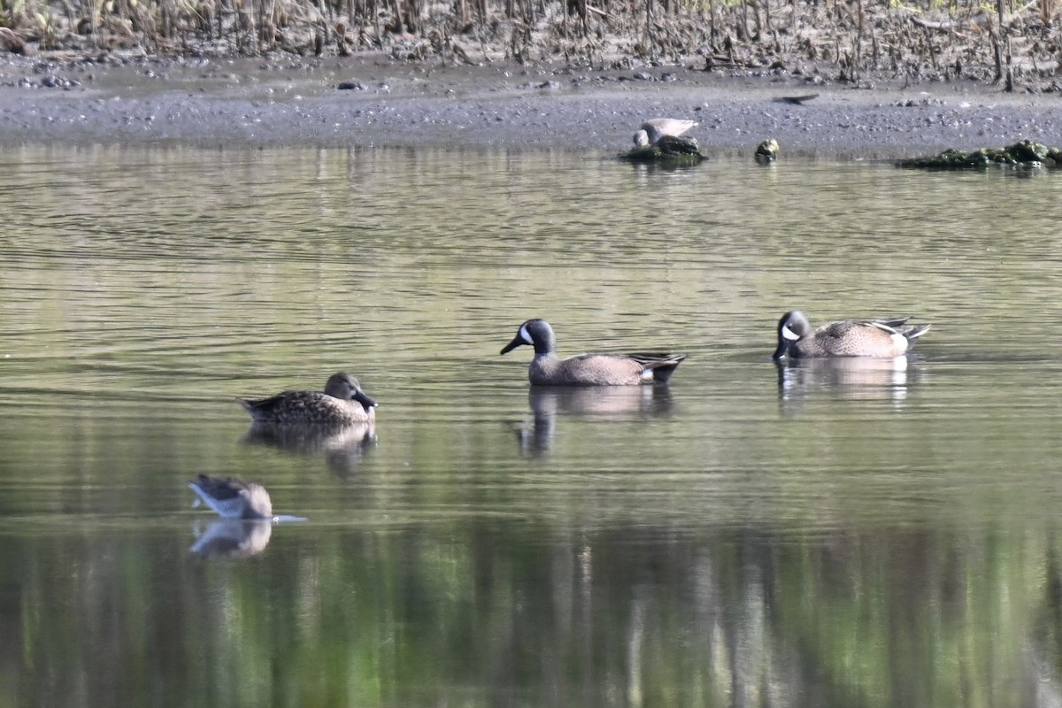 Blue-winged Teal - ML632120714